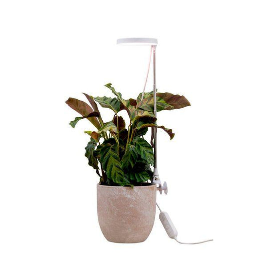 Plant lamp Airam Rose, 290 lm - SPEED LIGHT